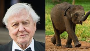 David Attenborough defended not saving dying baby elephant because of ‘no interference’ rule