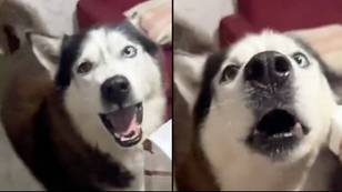 Dog with 'Italian accent' leaves people in disbelief