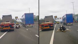 Horrifying moment a cow falls off a truck on motorway where vehicles are travelling 70mph