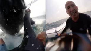 Surfer captures ‘one in a million’ footage as he’s body-slammed by a whale