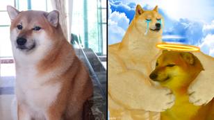 People are posting their best Cheems memes after the dog who inspired it sadly died