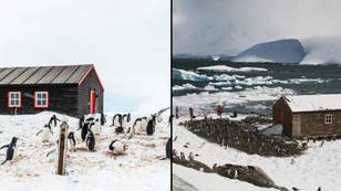 World's most remote post office that hires yearly has job description involving penguin counting