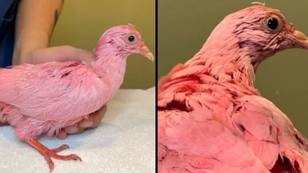 Pink pigeon dyed for gender reveal party dies from colour toxins, experts believe