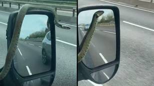 Driver Notices Snake Casually Wrapping Itself Around His Wing Mirror Down The M5