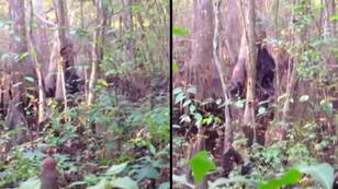 Man who 'spotted Bigfoot' captured 'best footage ever recorded'