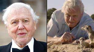 Sir David Attenborough to return with new TV series at 97 years old