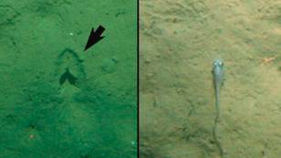 Mystery of ‘hoof prints’ at the bottom of the sea may finally be solved