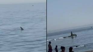 Terrified Brits flee as shark spotted swimming in shallow water in Spain