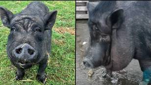26 stone 'fattest pig ever' rescued after being fed biscuits and cola in one-bed Manchester flat
