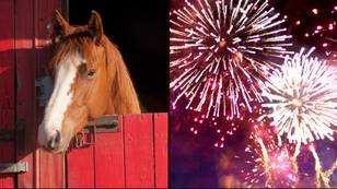 Bonfire Night warning issued after therapy horse gets scared from fireworks and dies