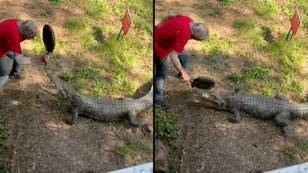 Shocking Moment Aussie Pub Owner Uses Frying Pan To Defend Himself Against Croc Attack