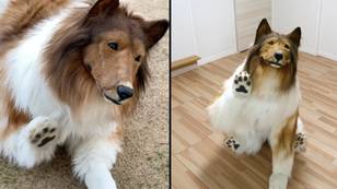 Man who spent more than £12,000 to look like a dog is now looking for a companion