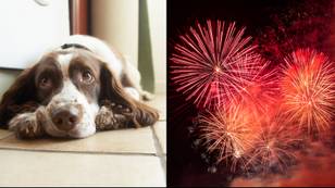 Dog owners urged to put song on which will calm your pets during fireworks