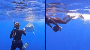 Expert explains why you shouldn't swim away from a shark