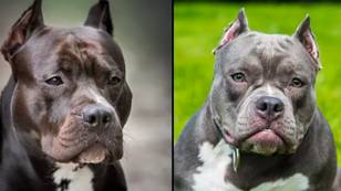 What will happen to XL bully dogs as UK announces ban