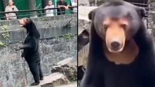 Zoo denies allegations star attraction is man in a bear costume