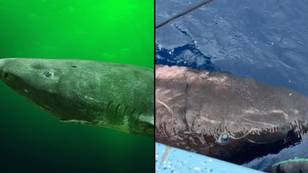 Ancient half-blind shark that can live for 500 years leaves fishermen stunned