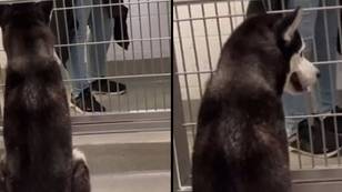 Shelter dog has heartbreaking reaction to people walking past without adopting him