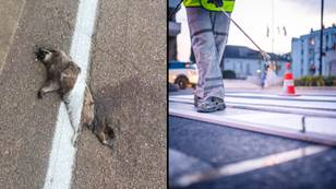 Road crews paint directly over dead raccoon while updating road lines