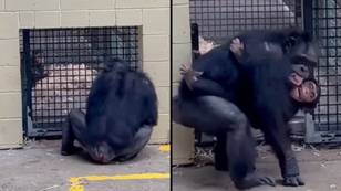 Adorable moment chimp rushes to hug surrogate mum in zoo after brush with death