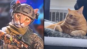 Cat has hilarious reaction to seeing Sgt. Pspsps character in Call of Duty