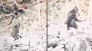 Stabilised footage of unidentified subject filmmakers believe to be Bigfoot