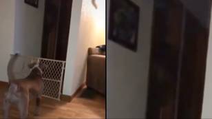 Terrifying video shows dog spotting ‘ghost’ lurking in doorway before anyone else
