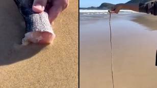 People are horrified by meat-eating beach worms that can grow up to three metres