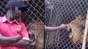 Man Has Finger Ripped Off After Sticking It Into Lion's Cage And Teasing Animal