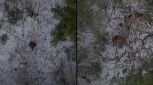 New drone footage of 'Bigfoot' described as the best evidence yet