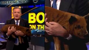 Piers Morgan Carries Live Piglet On His Show Just To Make Awful Boris Johnson Joke