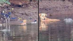 Incredible moment three crocodiles save the life of dog that fell in river instead of eating it