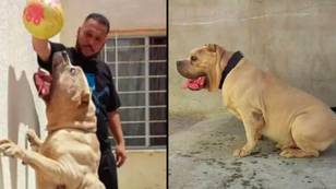 Owner of dog ‘Killer Kimbo’ which half of UK’s XL Bullies descend from speaks out