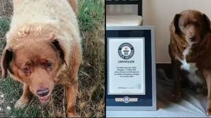 World’s oldest ever dog Bobi has tragically died