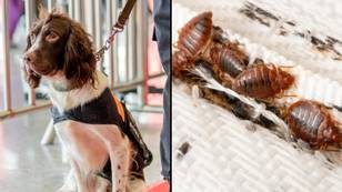 Sniffer dogs deployed to seek out bed bugs in UK homes