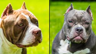 XL Bully could become only the fifth dog breed that's banned in UK