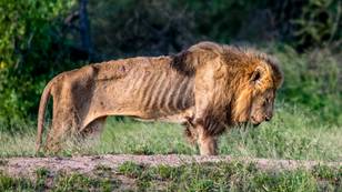 Photographer Captures Lion Left To Die Alone In South Africa 