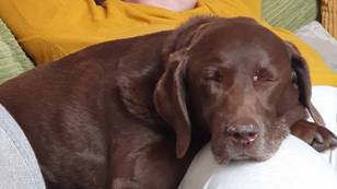 Woman Signed Off Work After Dog Died Says It Was 'Like Losing Child'