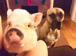 Pig Thinks It's A Dog After Moving In With Two Of Them