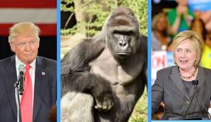 Some Americans Would Rather Vote For Harambe Over Donald Trump And Hilary Clinton