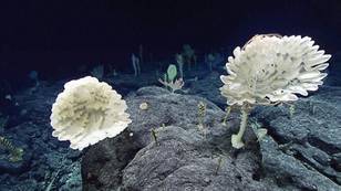 Alien Landscape Discovered 7,700ft Under The Sea By Scientists