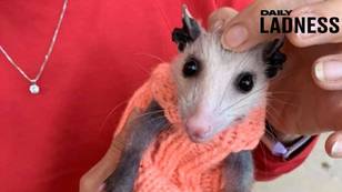Knitters Donate Winter Wardrobe For Bald Opossum That Would've Died Of Cold