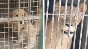 Zoo In China Tries To Pass Off Golden Retriever As Lion