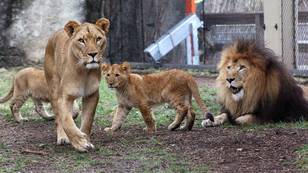 Lioness Kills The Father Of Her Three Cubs At Indianapolis Zoo