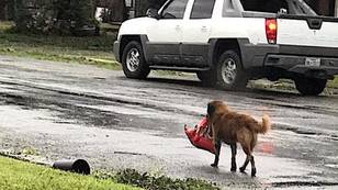Dog Carrying Bag Of Food Day After Hurricane Harvey Struck Has Gone Viral