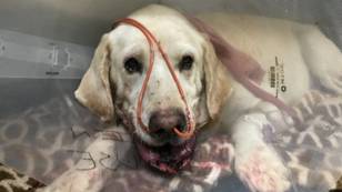 Heroic Labrador Pushes Teen Owner Out Of The Way Of Rattlesnake