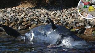 Whale Washes Up Dead On Italian Shore After Eating 22kg Of Plastic