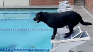 Gold Medallist Trained His Dog To Race Like An Olympic Swimmer