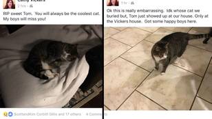 Mum Accidentally Buries Wrong Cat Thinking It's Hers