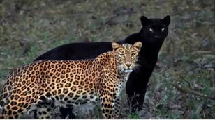 Incredible Photos Of Black Panther And Leopard Couple Go Viral